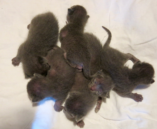 Kittens at 1 week